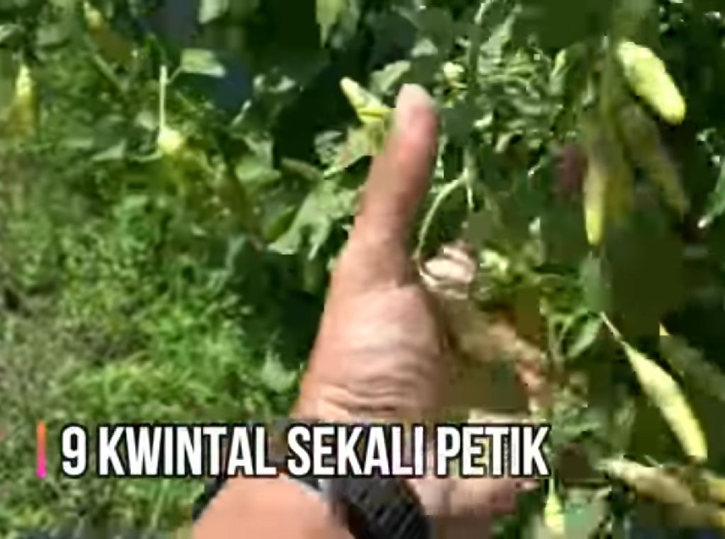 Keren! Petani Milenial Ini Raup Omzet Rp 70 Juta Sekali Panen Cabai Keren! Petani Milenial Ini Raup Omzet Rp 70 Juta Sekali Panen Cabai