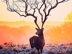 Tes Kepribadian: Gambar Pohon atau Rusa yang Pertama Kamu Lihat?