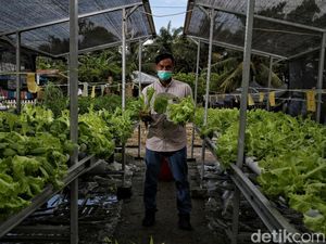 Lebih Bergizi, Kebun Hidroponik Jadi Pilihan Warga Desa Pesisir Sumut