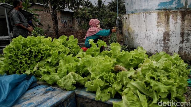 Hidroponik dipilih sejumlah warga di Sumut untuk penuhi kebutuhan sayuran hijau. Aktivitas pertanian hidroponik pun jadi langkah memperkuat ketahanan pangan.