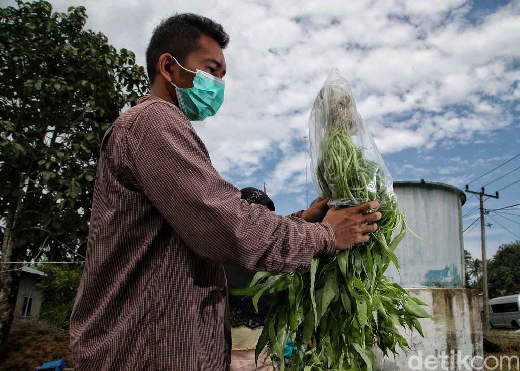Hidroponik dipilih sejumlah warga di Sumut untuk penuhi kebutuhan sayuran hijau. Aktivitas pertanian hidroponik pun jadi langkah memperkuat ketahanan pangan.