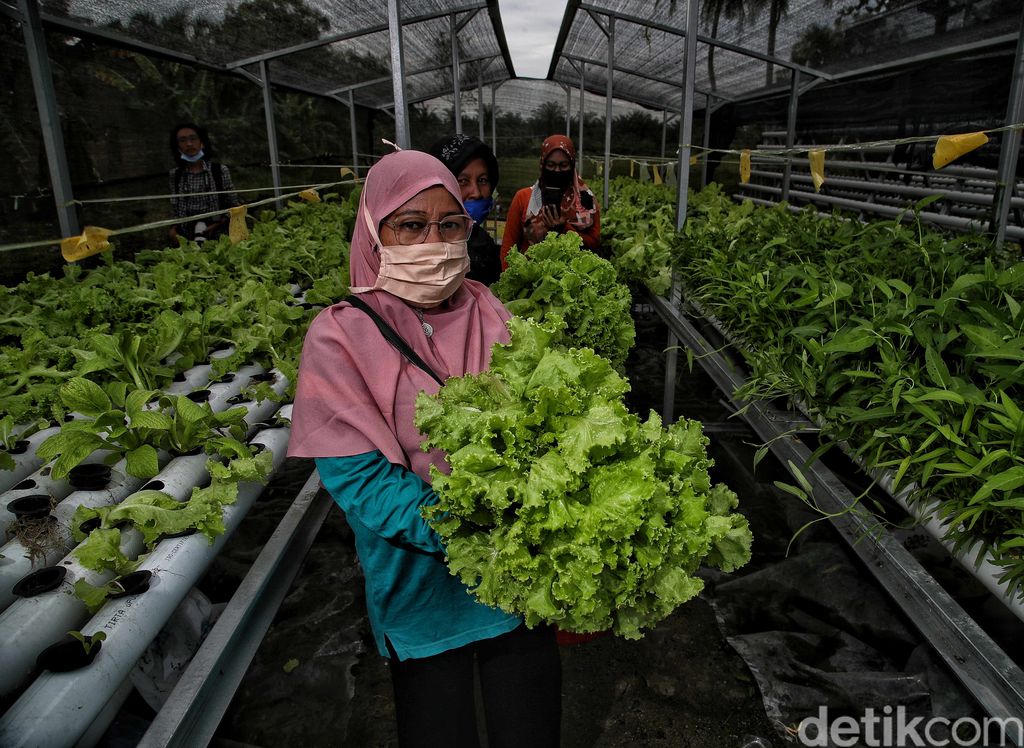 Hidroponik dipilih sejumlah warga di Sumut untuk penuhi kebutuhan sayuran hijau. Aktivitas pertanian hidroponik pun jadi langkah memperkuat ketahanan pangan.