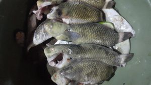 Satu Lagi Hewan Unik dari Timur Indonesia, Ikan Pasir!