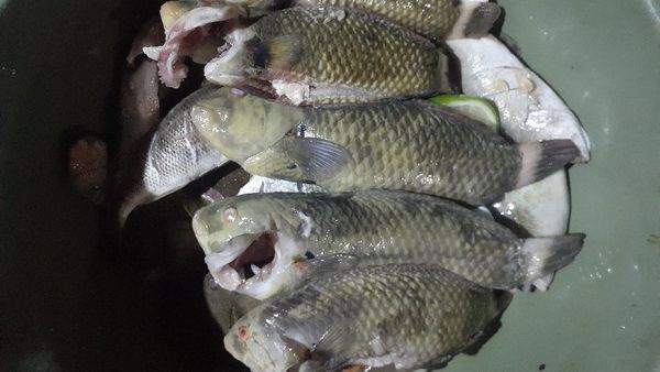 Satu Lagi Hewan Unik dari Timur Indonesia, Ikan Pasir!