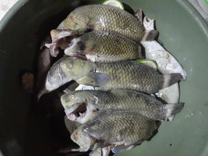 Satu Lagi Hewan Unik dari Timur Indonesia, Ikan Pasir! Satu Lagi Hewan Unik dari Timur Indonesia, Ikan Pasir!