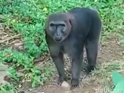 Kera Liar Masuk Perkampungan Warga di Maros, Serang Anak-anak dan Perempuan