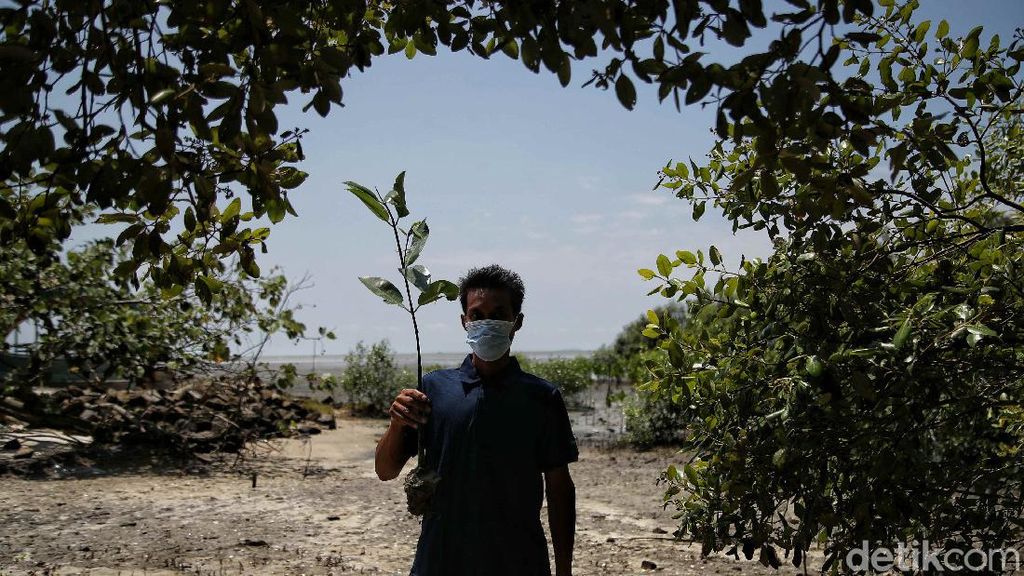 Menjaga Kelestarian Pantai Sejarah Lewat Aksi Tanam Mangrove