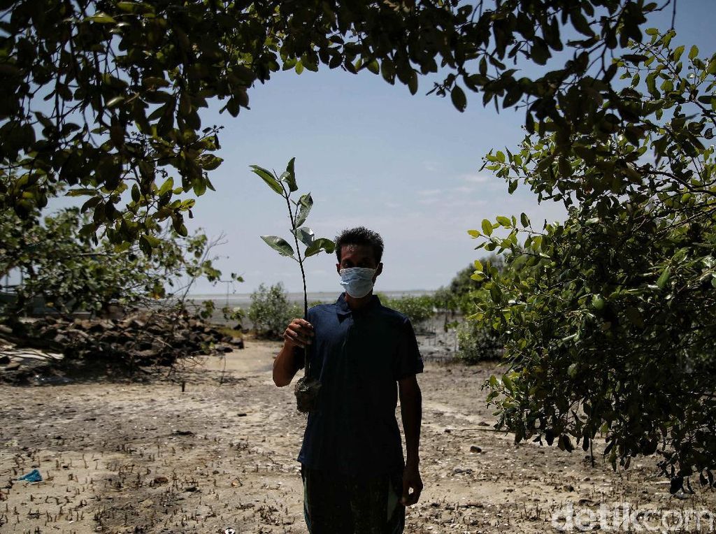 Menjaga Kelestarian Pantai Sejarah Lewat Aksi Tanam Mangrove Menjaga Kelestarian Pantai Sejarah Lewat Aksi Tanam Mangrove