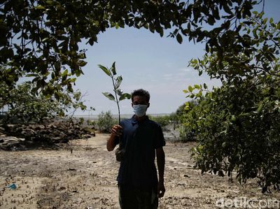 Menjaga Kelestarian Pantai Sejarah Lewat Aksi Tanam Mangrove