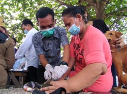 Bocah Tewas Digigit Anjing, Ratusan Peliharaan Warga di Medan Divaksin Rabies