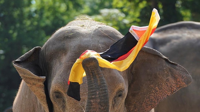 Gajah Ini 'Ramal' Jerman Menang Lawan Inggris di Euro 2020 Gajah Yashoda 'meramal' Jerman akan mengalahkan Inggris pada babak 16 besar Euro 2020, Selasa (29/6) malam WIB. Percaya, nggak?