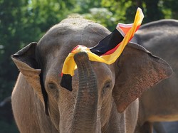 Video Cuma di Nepal: Gajah Main Bola Sampai Ikut Kontes Kecantikan!