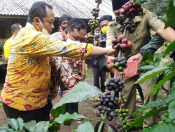Punya Kualitas Bagus, Kopi Khas Blitar Ini Disebut Bisa Mendunia