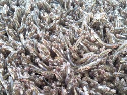 Ikan Nasi Nabire, Ikan yang Kedatangannya Ditandai Geledek dan Gerimis