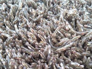 Ikan Nasi Nabire, Ikan yang Kedatangannya Ditandai Geledek dan Gerimis Ikan Nasi Nabire, Ikan yang Kedatangannya Ditandai Geledek dan Gerimis
