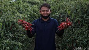 Mengenal Desa Lubuk Cuik Penghasil Cabai Terbaik di Sumut