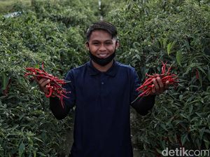 Mengenal Desa Lubuk Cuik Penghasil Cabai Terbaik di Sumut