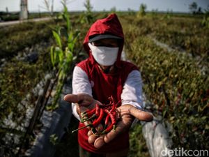 Produksi Surplus, Industri Diminta Serap Hasil Cabai Petani