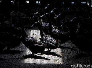 Ratusan Bebek di Sembung Badung Raib Digondol Maling, Warga Resah