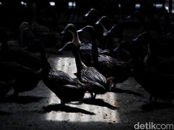 Ratusan Bebek di Sembung Badung Raib Digondol Maling, Warga Resah