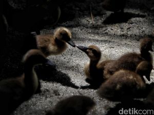 Kagetnya Heri Puluhan Bebek Hilang Saat Digembalakan Jam 10 Malam