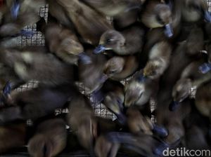 Terungkapnya Aksi Pencurian Bebek Besar-besaran di Sergai Terungkapnya Aksi Pencurian Bebek Besar-besaran di Sergai