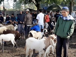 Pasar Hewan Tasik Mulai Ramai Jelang Idul Adha, Prokes Diabaikan