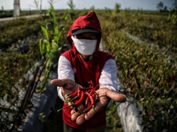 Harga Cabai Anjlok ke Bawah Goceng, Petani Banting Setir Tanam Bawang