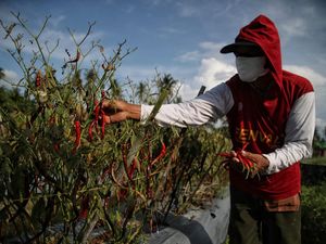 Hot! Desa di Sumut Jadi Sentra Produksi Cabai, Omzet Ratusan Juta