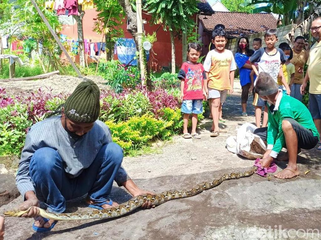 Warga Banyuwangi Tangkap Piton 2,5 Meter, Muntahkan Ayam Saat Dijerat Warga Banyuwangi Tangkap Piton 2,5 Meter, Muntahkan Ayam Saat Dijerat