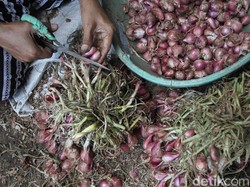 Panen Bawang Merah Kintamani Naik 41% Berkat Pupuk BUMN, Ini Rahasianya
