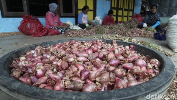 Ini Penyebab Harga Bawang Merah di Bantul Turun
