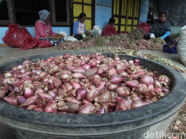 Ini Penyebab Harga Bawang Merah di Bantul Turun