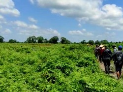 Pekerja di Riau Tewas Diterkam, Ini Tip Hindari Serangan Harimau