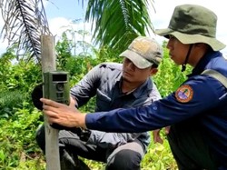 Ada Jejak 2 Harimau di Lokasi Pria Tewas Mengenaskan di Dumai Riau