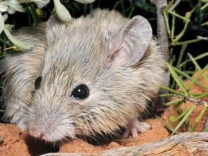 Dikira Punah 150 Tahun Lalu, Tikus Ini Kembali Ditemukan Dikira Punah 150 Tahun Lalu, Tikus Ini Kembali Ditemukan