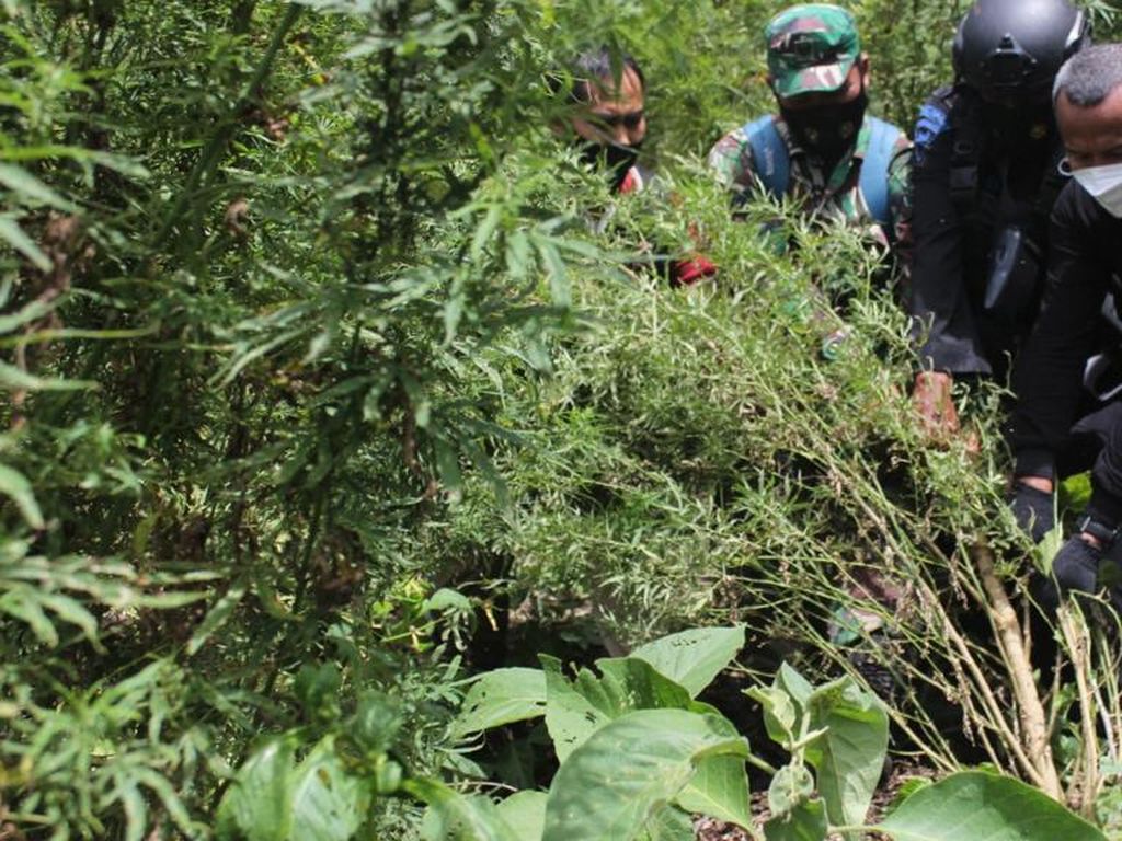 Tangkap 4 Pengedar, Bareskrim Bakar 7 Hektare Ladang Ganja di Aceh Tangkap 4 Pengedar, Bareskrim Bakar 7 Hektare Ladang Ganja di Aceh
