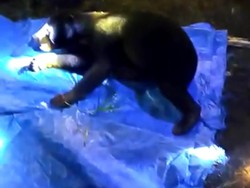 Bikin Resah-Makan Ternak Warga, Beruang Madu Ditangkap BKSDA Jambi