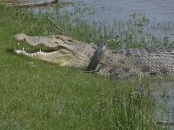 Cerita Warga Palu Susun Rencana hingga Evakuasi Buaya Berkalung Ban