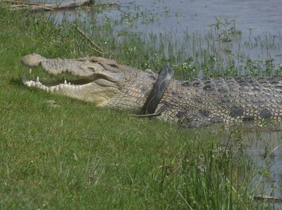 Buaya Berkalung Ban Kembali Menampakkan Diri
