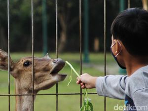 Meski Ditutup, Warga Nekat Memberi Makan Rusa di Taman Balekambang Meski Ditutup, Warga Nekat Memberi Makan Rusa di Taman Balekambang