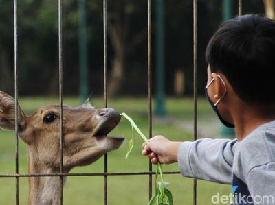 Meski Ditutup, Warga Nekat Memberi Makan Rusa di Taman Balekambang