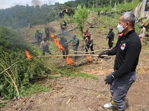 Polri Musnahkan Ladang Ganja Di Nagan Raya