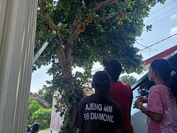 Geger Pohon Nangka Berbuah Mirip Durian di Ponorogo