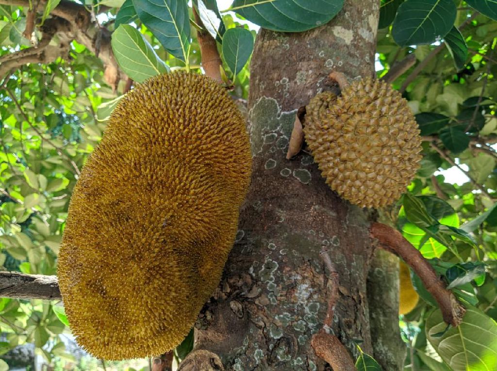 Ini Upaya Pemilik Pohon Agar Buah Nangka Mirip Durian Tak Diambil Orang