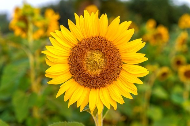 Karakter yang dimiliki oleh pecinta bunga matahari umumnya selalu memandang segala sesuatu dengan sudut pandang yang positif.