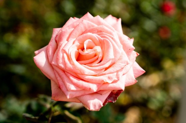 Bunga yang satu ini merupakan jenis yang paling sering dijadikan hadiah dibanding jenis lainnya.