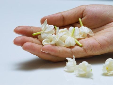 Bunga dengan aroma khas yang satu ini merupakan simbol dari kesederhanaan. Jika seseorang menyukai bunga ini, kemungkinan ia adalah sosok yang sederhana.