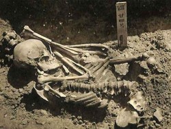 Ini Korban Serangan Hiu Tertua, Usianya 3.000 Tahun