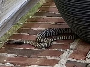 3 Hari Kabur, Ular Kobra Penyembur Bisa Berhasil Diamankan